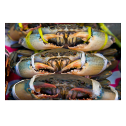 Kepiting 1kg (120k)