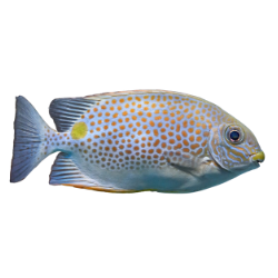 ikan Baronang (62.5k)