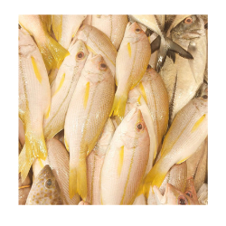 Ikan Bunga Waru 1 Kg (75k)