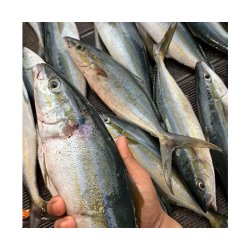 ikan rotan 1kg (52k)