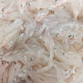 Ikan Rono halus basah 1kg (75k)