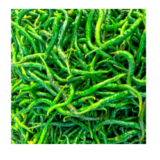 Rica keriting hijau (6.5k)