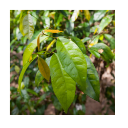Daun Melinjo (3.5k)